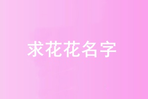 求花花2.jpg