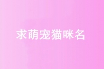 60元求宠物名