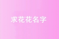 征集花花名字